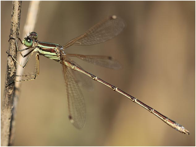 Lestes barbarus mâle